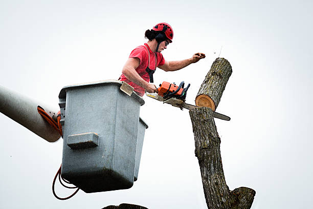 How Our Tree Care Process Works  in  Collinsville, IL