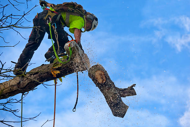 Trusted Collinsville, IL Tree Services Experts